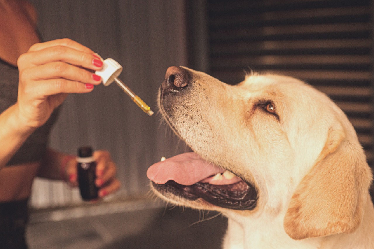 cbd oil, dog, pet